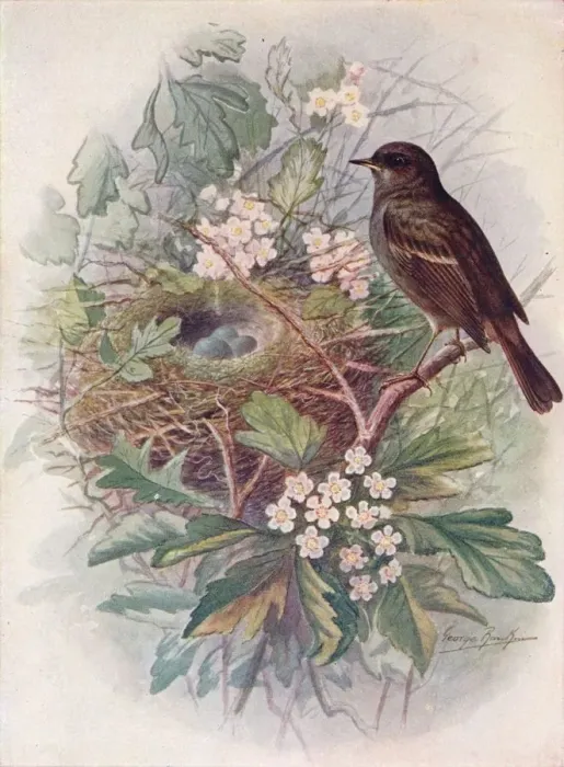 Framed Print : Hedgesparrow Print, 1910 Framed Print : Hedgesparrow Print, 1910