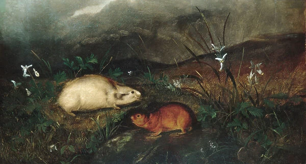 Hudsons Bay Lemming, 1846. Creator: John Woodhouse Audubon