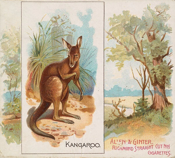 Kangaroo, from Quadrupeds series (N41) for Allen & Ginter Cigarettes, 1890