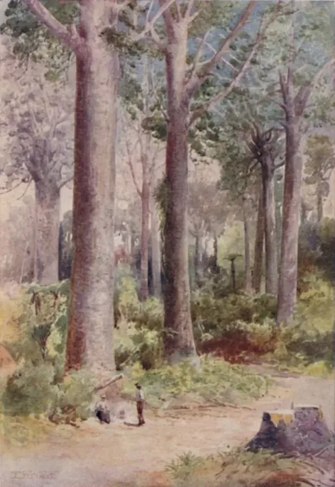 Framed Print : A Kauri Forest Print, 1923 Framed Print : A Kauri Forest Print, 1923