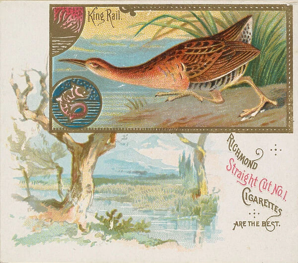 King Rail, from the Game Birds series (N40) for Allen & Ginter Cigarettes, 1888-90