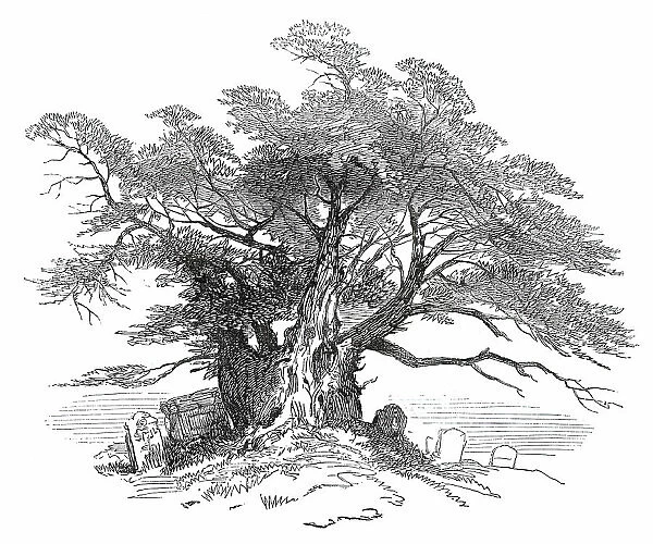 Leaves from a Sketch-Book - Bits of Kent: Yew-Tree, Horton Kirby, 1876. Creator: Unknown
