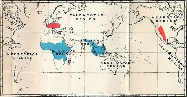 Lemuroidea - I. Map, Showing the distribution of Living (Blue) and Fossil (Red), 1897