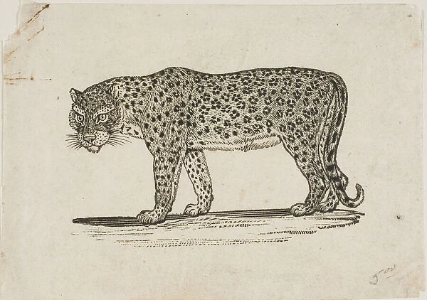 Leopard, n. d. Creator: Thomas Bewick