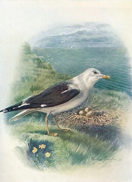 Lesser Black-Backed Gull - Lar us fus cus, c1910, (1910). Artist: George James Rankin