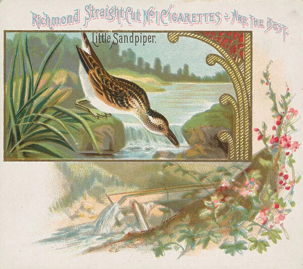 Little Sandpiper, from the Game Birds series (N40) for Allen & Ginter Cigarettes