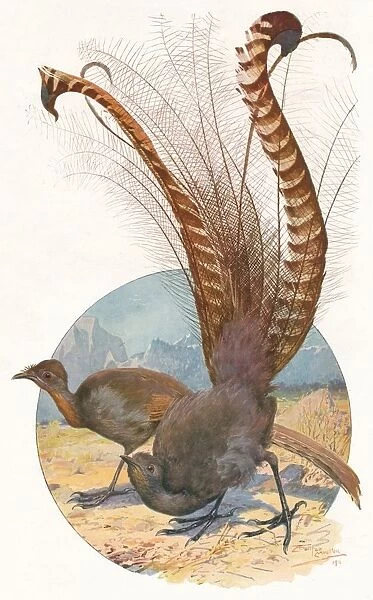 Lyre Birds, 1911, (1911). Artist: Louis Fairfax Muckley