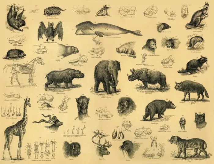 Framed Print : Heritage Images Print of Mammals, c1910 Framed Print : Heritage Images Print of Mammals, c1910