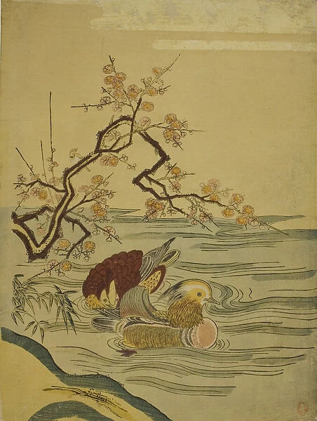 Mandarin Ducks Swimming under Plum Branch, c. 1764  /  75. Creator: Isoda Koryusai