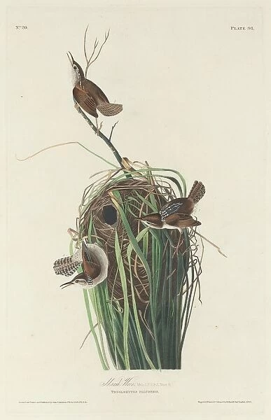 Marsh Wren, 1830. Creator: Robert Havell