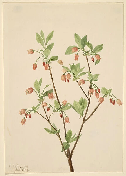 Menziesea (Menziesea glabella), 1907. Creator: Mary Vaux Walcott