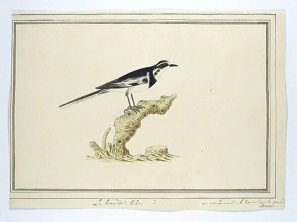 Motacilla aguimp (African pied wagtail), 1777-1786. Creator: Robert Jacob Gordon