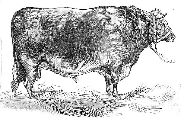 Mr. W. Fouldss short-horned bull, 1844. Creator: Unknown