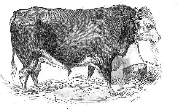 Mr. W. Perrys Hereford bull, 1844. Creator: Unknown