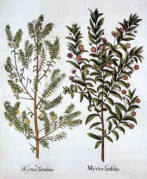 Myrtle Varieties, from Hortus Eystettensis, by Basil Besler (1561-1629), pub