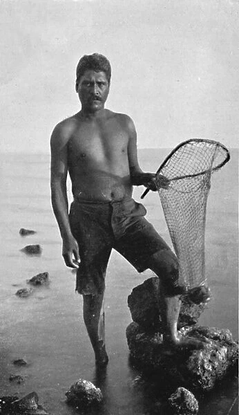 A native shrimper, Hawaii, with his net, 1902