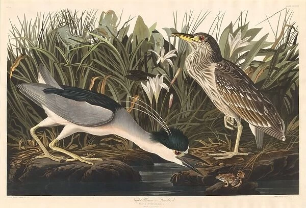Night Heron or Qua bird, 1835. Creator: Robert Havell