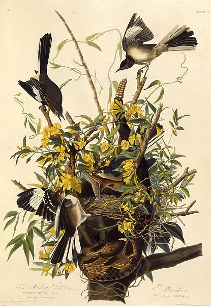 The northern mockingbird. From The Birds of America, 1827-1838. Creator: Audubon