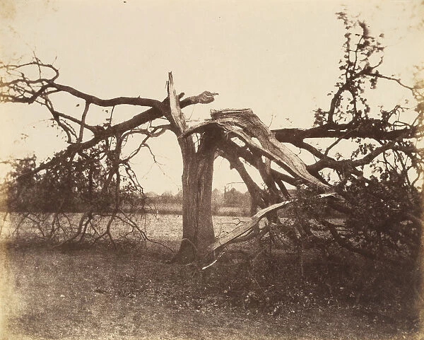 Oak Struck by Lightning, Badger, 1856. 1856. Creator: Alfred Capel-Cure