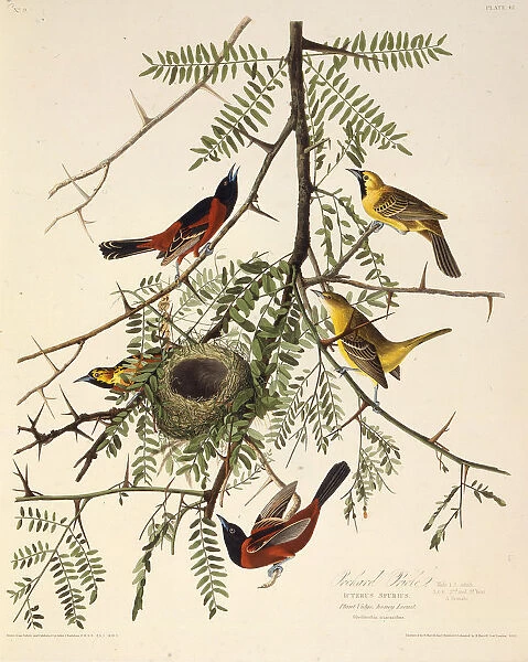The orchard oriole. From The Birds of America, 1827-1838. Creator: Audubon