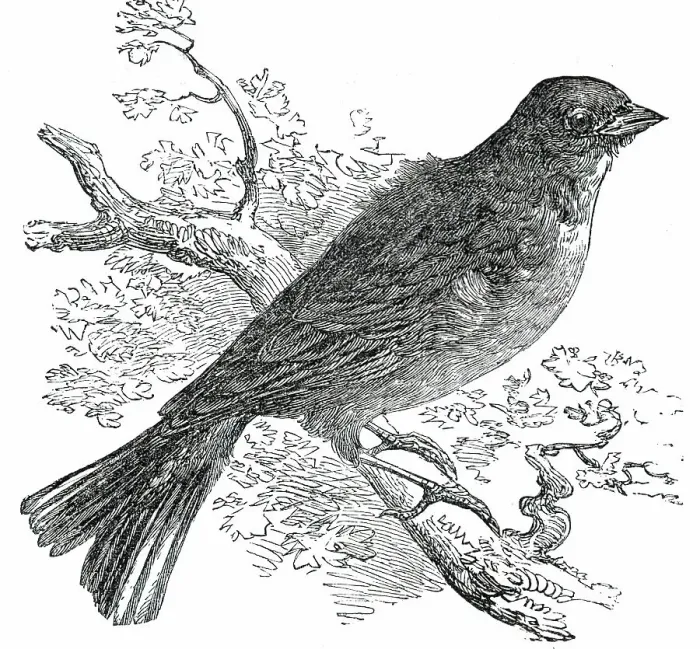 Framed Print : The Ortolan Print, 1850