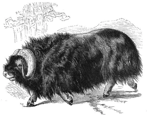 'Ovibos Moschatus; The Musk Ox and the Wolverine - a Geographical Parallel, 1875. Creator: Unknown