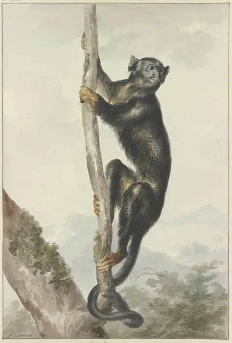 Framed Print : Print of a Peruvian Spider Monkey Framed Print : Print of a Peruvian Spider Monkey