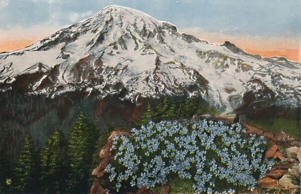 The Phlox on Mount Rainier, c1916. Artist: Romans Photographic Company