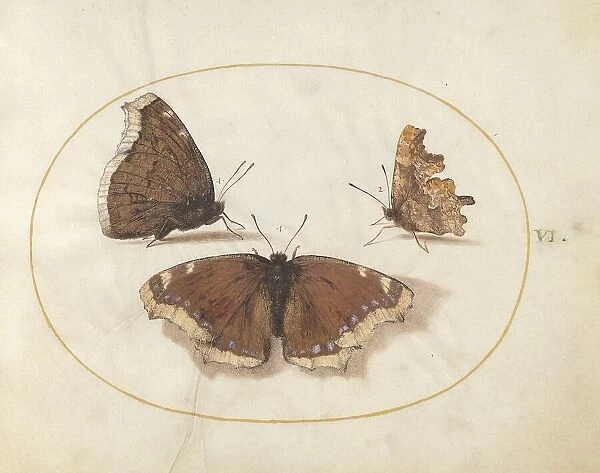 Plate 6: Three Brown Butterflies, c. 1575 / 1580. Creator: Joris Hoefnagel
