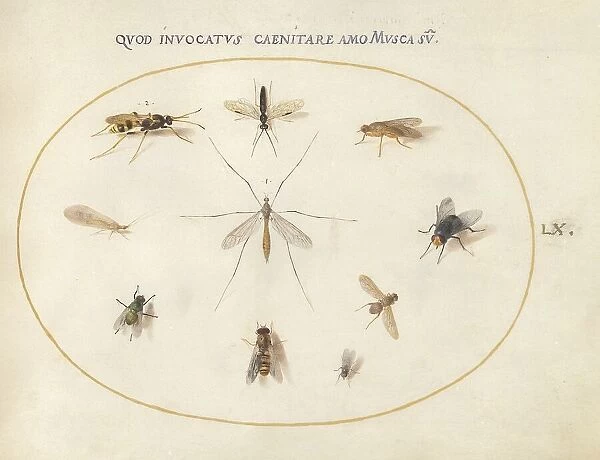Plate 60: Flies and Other Insects, c. 1575 / 1580. Creator: Joris Hoefnagel