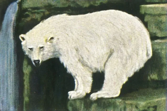 Framed Print : Polar bear print from Svalbard, c1928 Framed Print : Polar bear print from Svalbard, c1928
