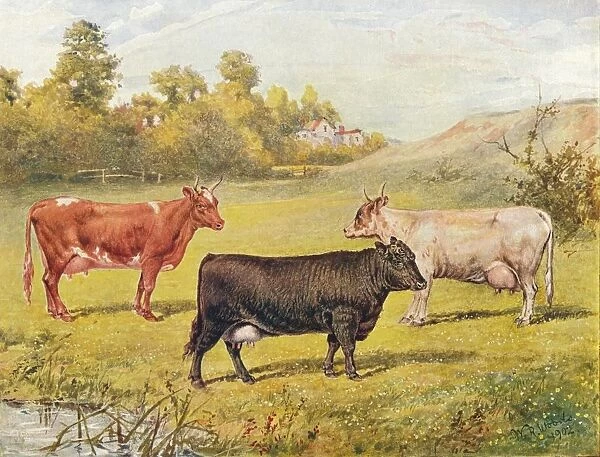 Polled Aberdeen and Ayrshire cows, 1902 (1910). Artist: WR Woods