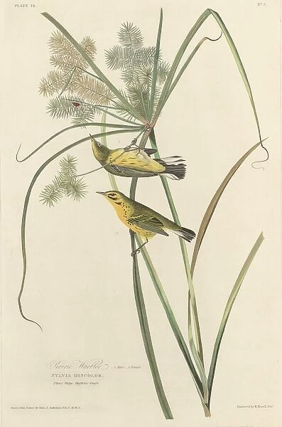 Prairie Warbler, 1827. Creator: Robert Havell