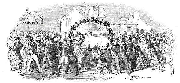 Procession of the ox, at Buckingham, 1844. Creator: Unknown