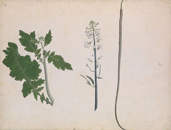 A Radish Plant, Seed, and Flower, late 18th century. Creator: Unknown