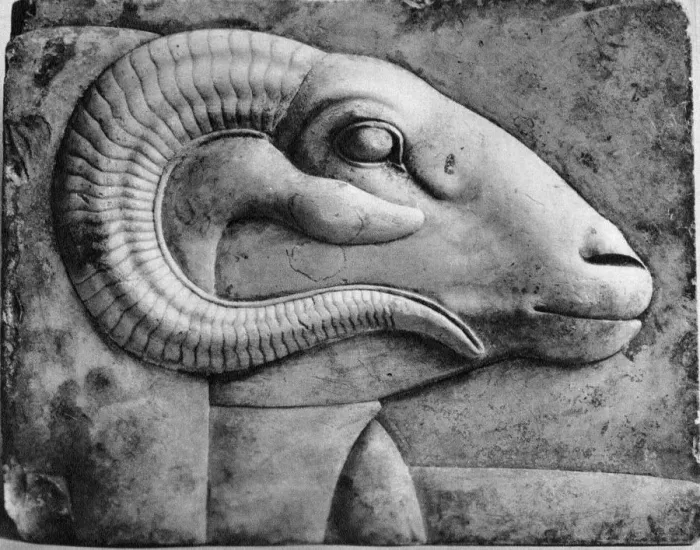 Framed Print : A Rams Head Print Framed Print : A Rams Head Print