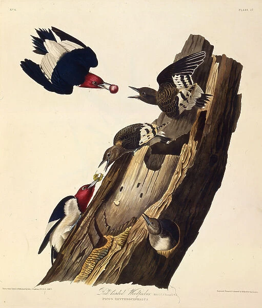The red-headed woodpecker. From The Birds of America, 1827-1838. Creator: Audubon