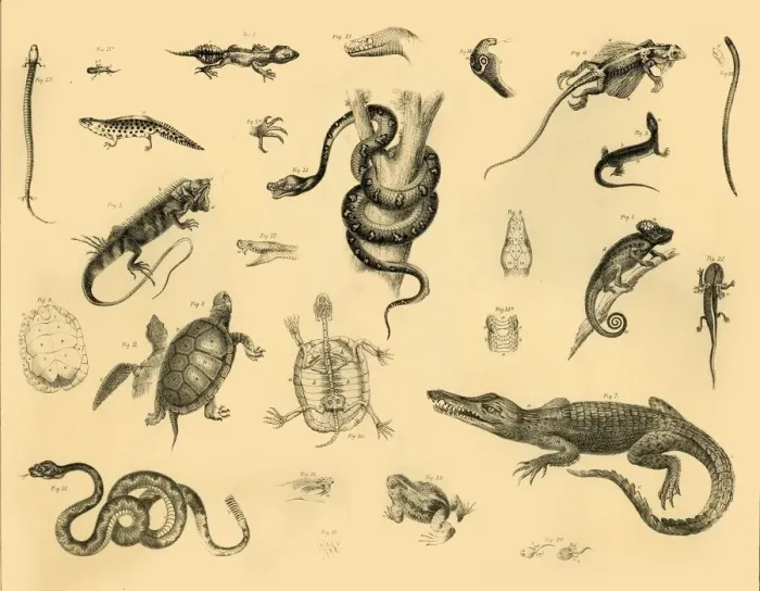 Framed Print : Herpetology Print, Reptiles, c1910 Framed Print : Herpetology Print, Reptiles, c1910