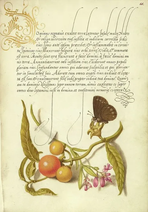 Framed Print : Ringlet, False Jerusalem Cherry, and Milkwort Print