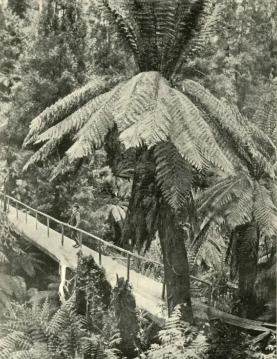 Framed Print : A Rustic Bridge Print, 1901