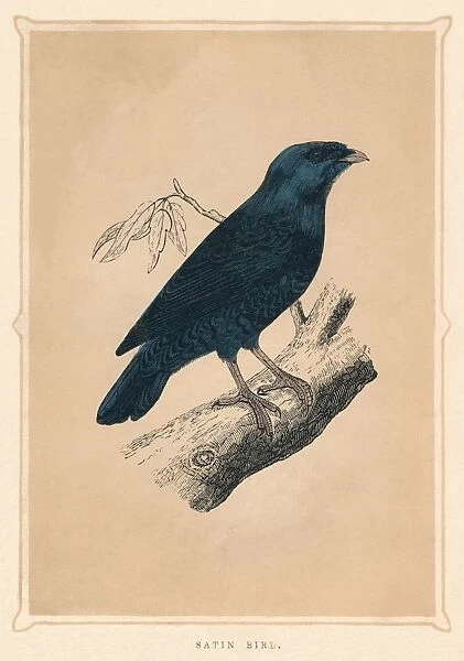 Satin Bird, (Ptilonorhynchus violaceus), c1850, (1856)