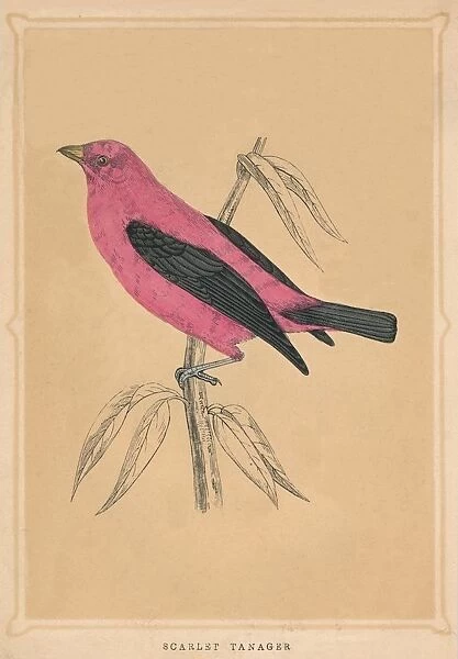 Scarlet Tanager, (Piranga olivacea), c1850, (1856)