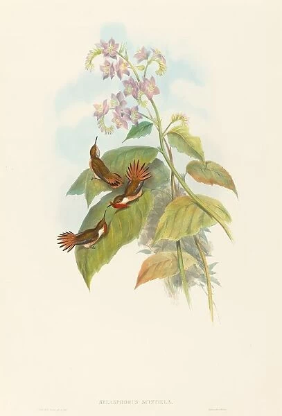 Selashorus scintilla (Scintillant Hummingbird). Creators: John Gould