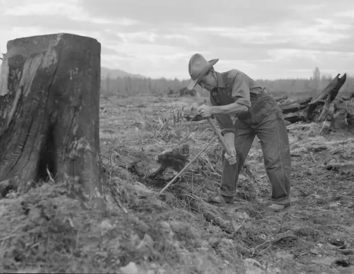 Framed Print : Dorothea Lange Print: Shows Stump Pulling Method Framed Print : Dorothea Lange Print: Shows Stump Pulling Method