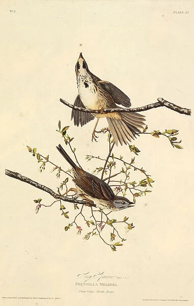 The song sparrow. From The Birds of America, 1827-1838. Creator: Audubon