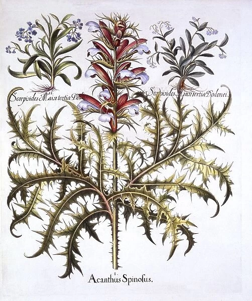 Spiny Bears Breech and Forget-Me-Nots, from Hortus Eystettensis, by Basil Besler (1561-1629)