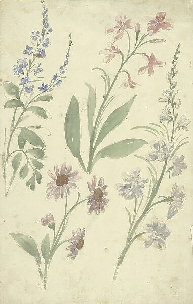 Four studies of pink and blue flowers, 1677-1755. Creator: Elias van Nijmegen