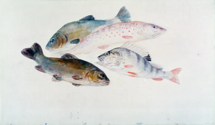 Framed Print : Print of a study featuring two tench, a trout and a perch Framed Print : Print of a study featuring two tench, a trout and a perch
