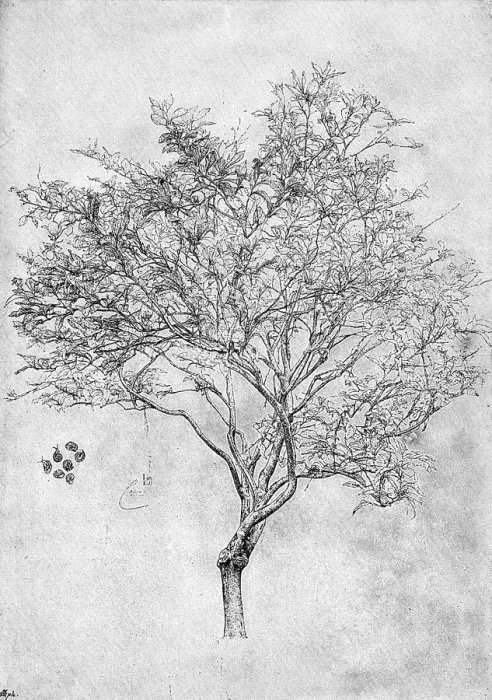 Framed Print : Study of a Lemon Tree, 1899 Print Framed Print : Study of a Lemon Tree, 1899 Print