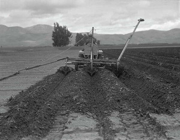 Sugar beet field freshly plowed by tractor with plowshare...Mexican operator, CA, 1936. Creator: Dorothea Lange